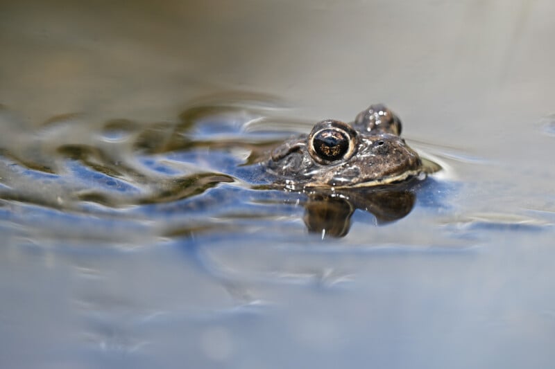 Quête pour sauver un crapaud en voie de disparition