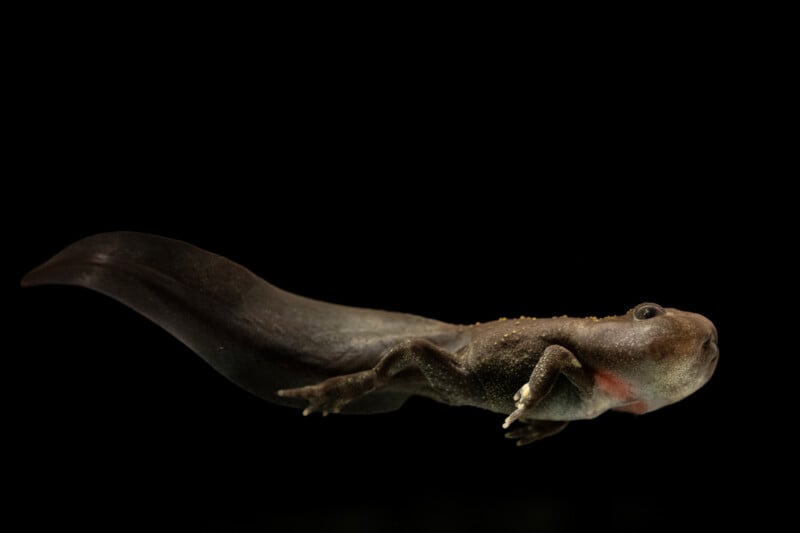 Quest to Save an Endangered Toad