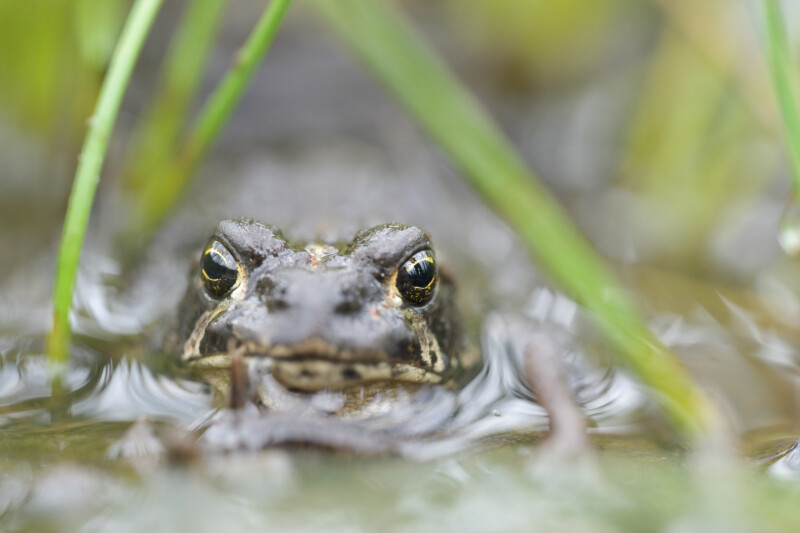 Quest to Save an Endangered Toad