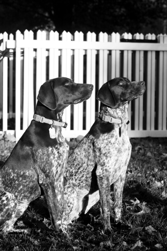 Two spotted dogs black and white