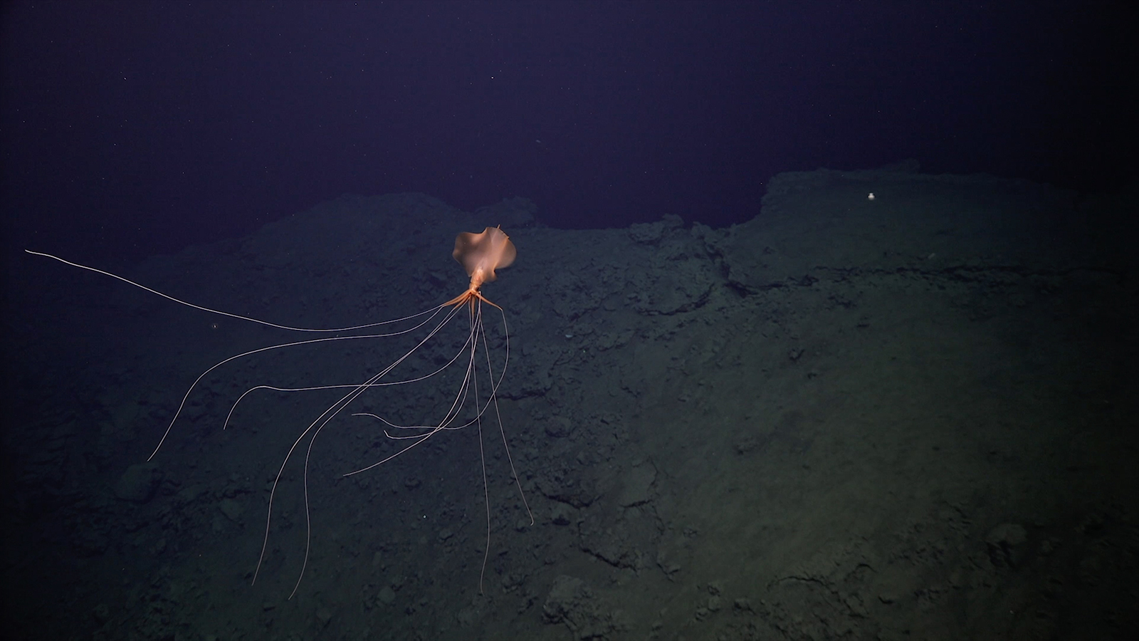 Newly Discovered Hydrothermal Vents are Surrounded by Deep-Sea Life ...