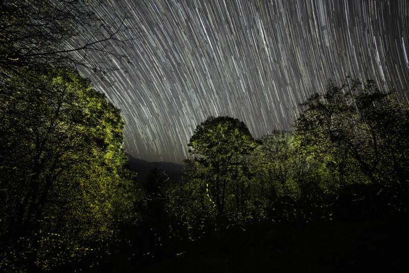 Os flashes de vaga-lumes na Anamalai Tiger Reserve (ATR) na Índia sob trilhas estelares.