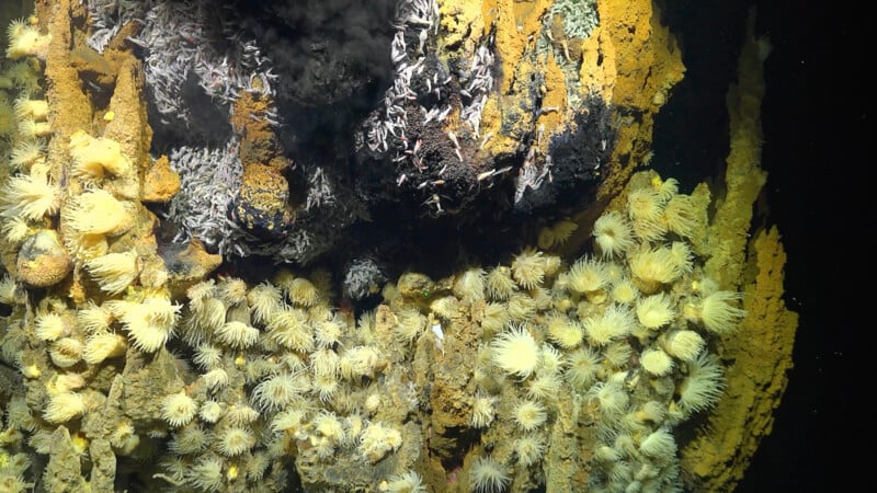 Scientists Discover Three New Hydrothermal Vent Fields on Mid-Atlantic Ridge