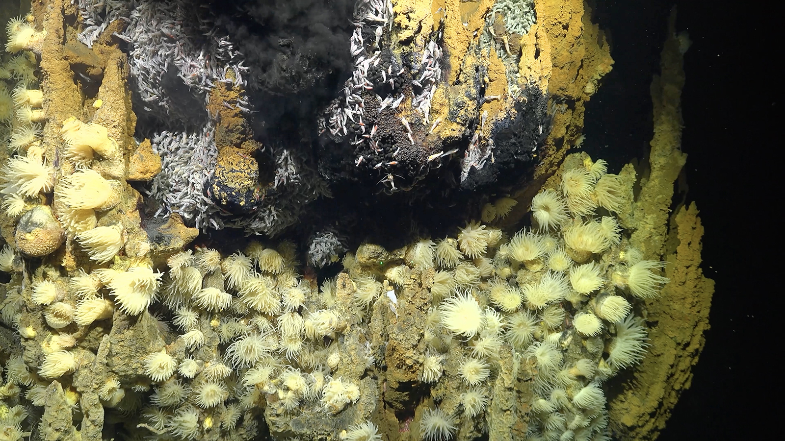Newly Discovered Hydrothermal Vents are Surrounded by Deep-Sea Life ...
