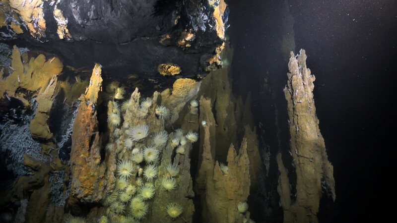 Des scientifiques découvrent trois nouveaux champs de ventilation hydrothermale sur la dorsale médio-atlantique