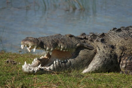 Wildlife Photographer Finds 'Croczilla,' Largest Croc in the Florida ...