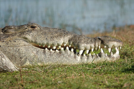 Wildlife Photographer Finds 'Croczilla,' Largest Croc in the Florida ...