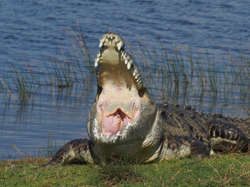 Crocodile on sale with crocs