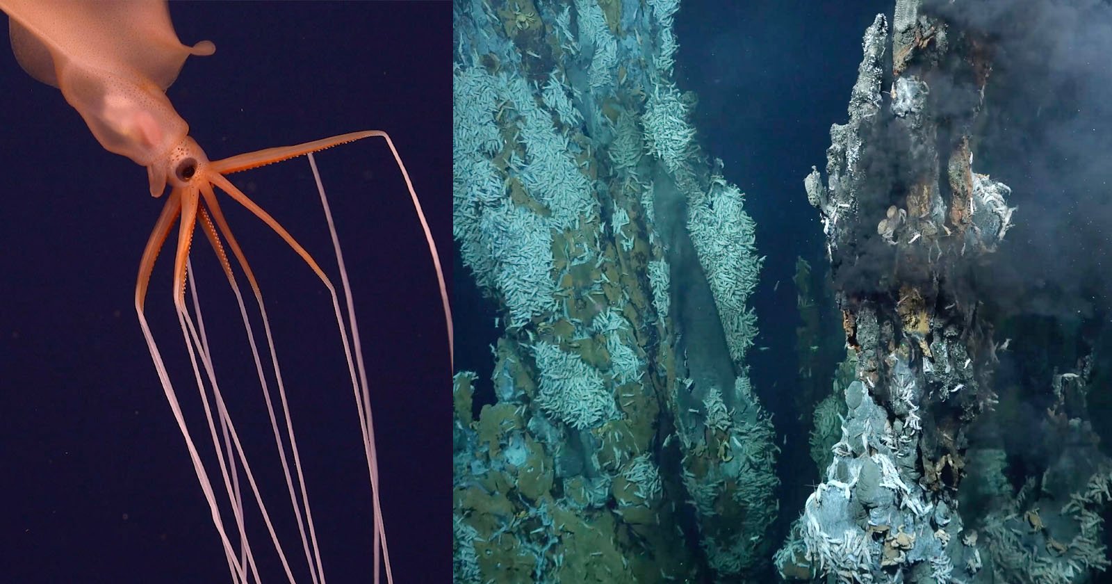 hydrothermal vents creatures