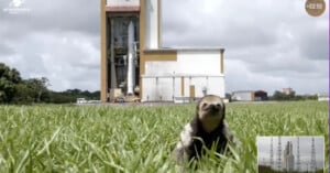 Sloth Photobombs Rocket Launch