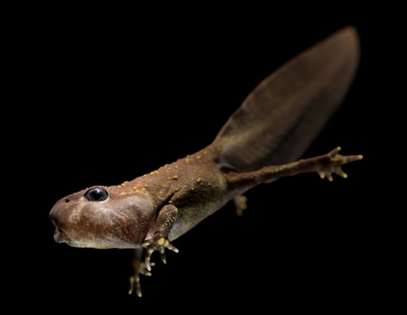 Quête pour sauver un crapaud en voie de disparition