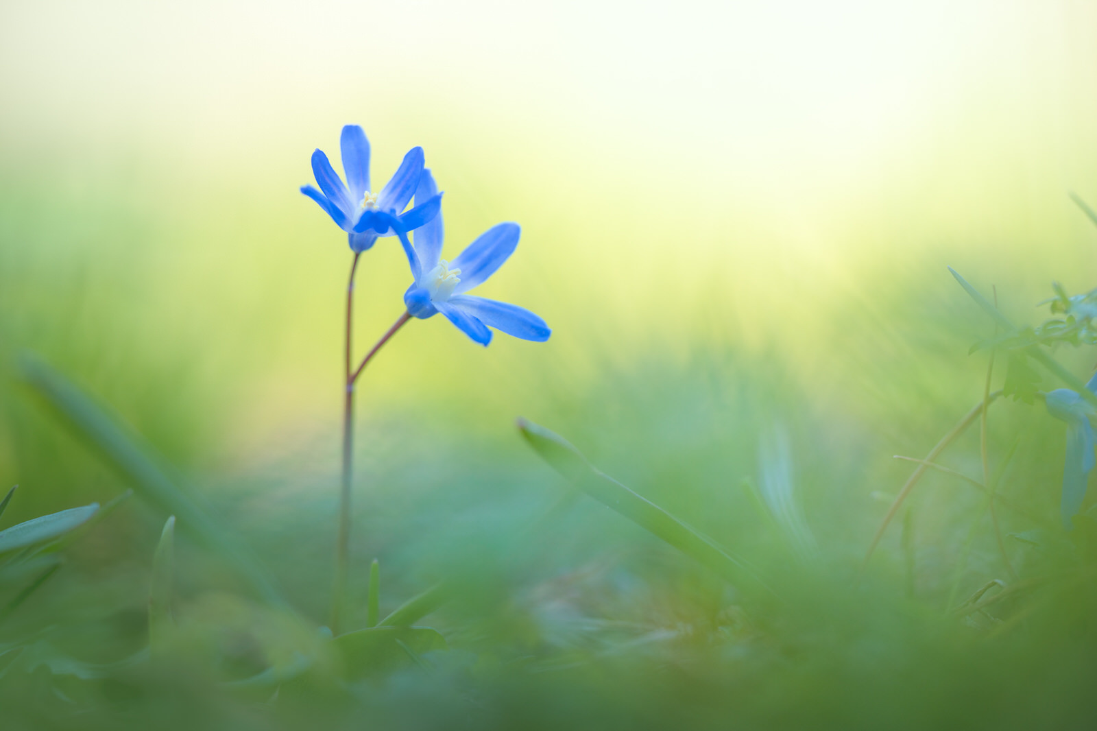 10 Tips on How To Photograph Spring Flowers | PetaPixel