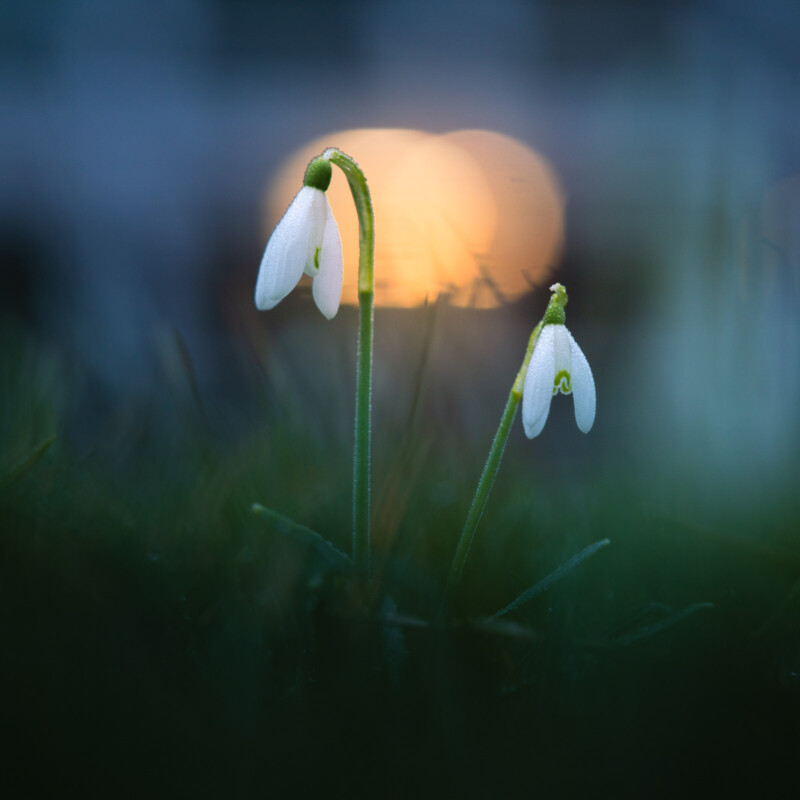 10 Tips on How To Photograph Spring Flowers