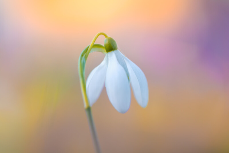 Spring Flower Photography Ideas - Auden Johnson