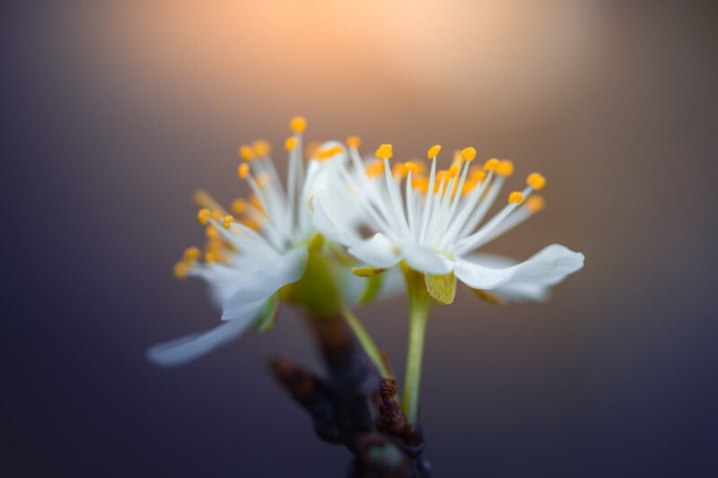 spring floral photography