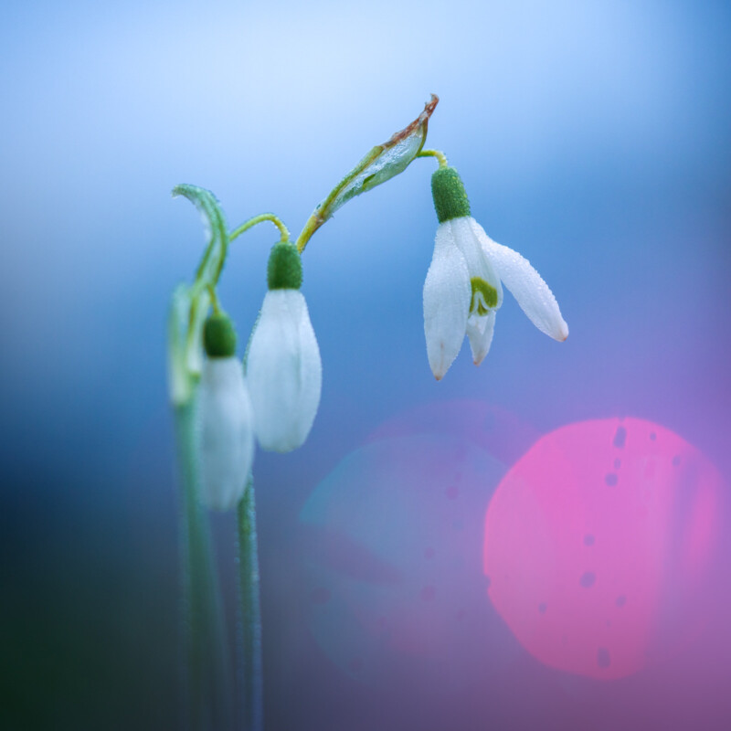 Spring Flower Photography Ideas - Auden Johnson