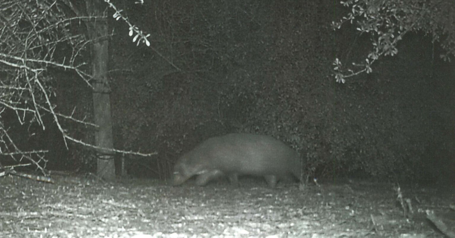 Badger Badger Badger Video Officially Preserved by British Film ...