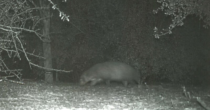 American badger mystery creature Texas