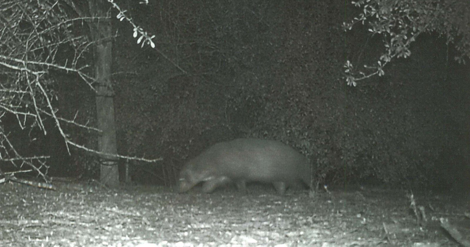 'Mystery' Creature Caught On Camera Puzzles State Park Officials ...