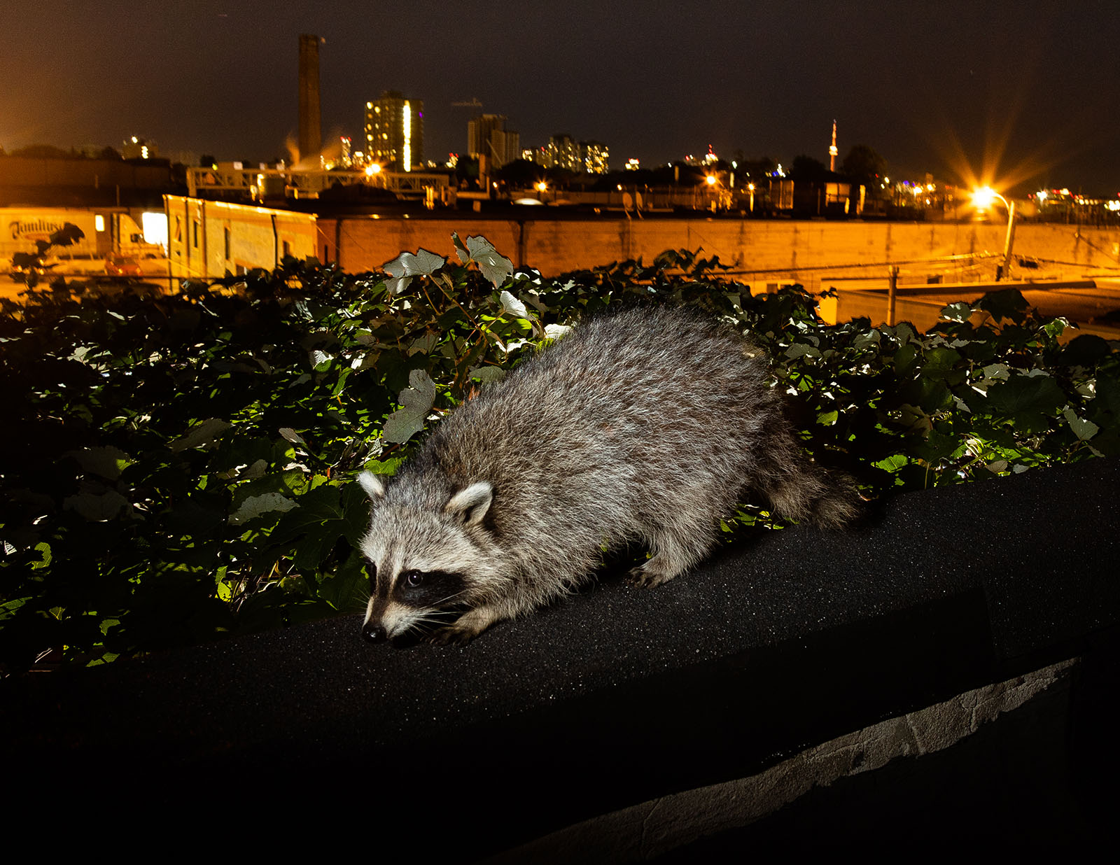 Urban Wildlife Photographer Reflects on Journey Across Canada | PetaPixel
