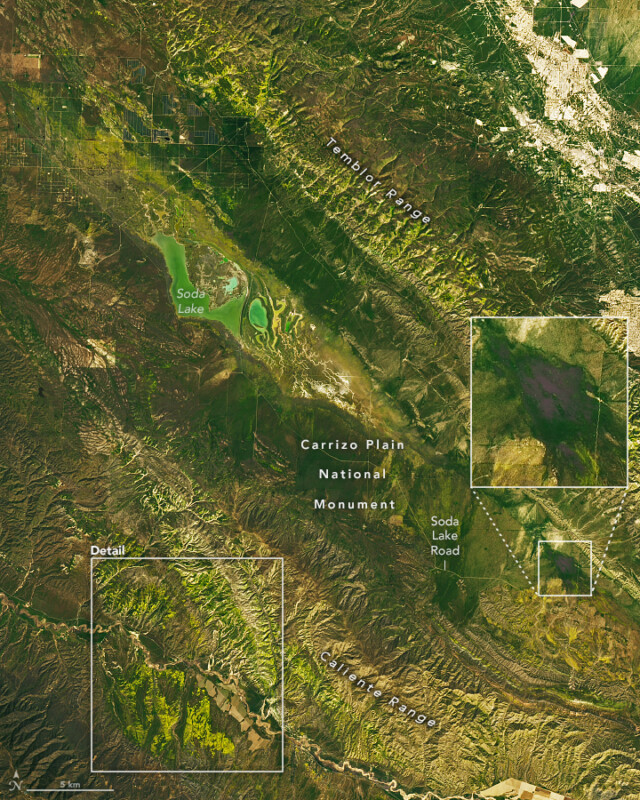 Satellite image shows the superblooms in California.