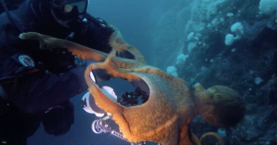 giant octopus Larry