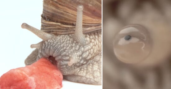 Jens Braun macro video of snail eating strawberry