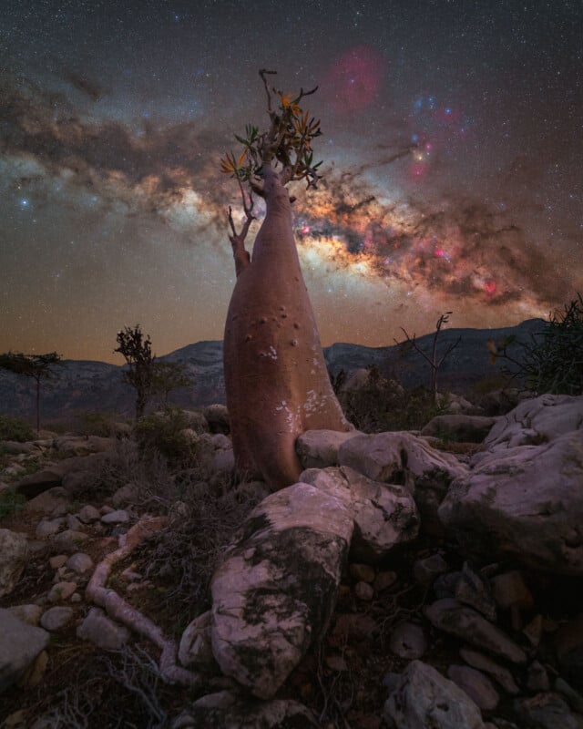 Benjamin Barakat Island of Socotra