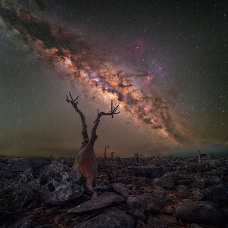 Benjamin Barakat Island of Socotra