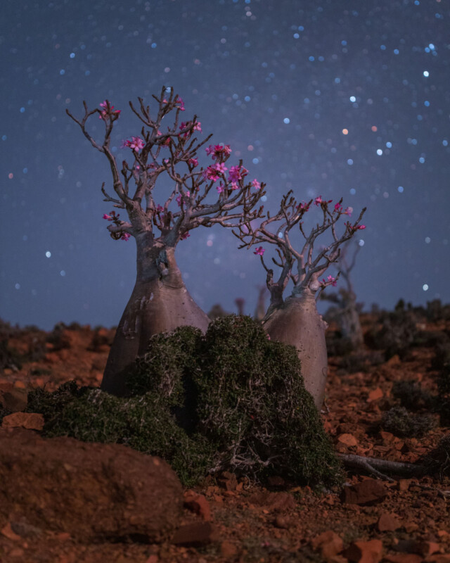 Benjamin Barakat Island of Socotra