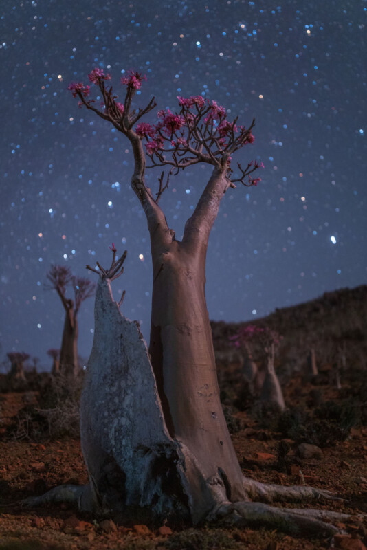 ethereal arabian nights, art deco, in socotra island