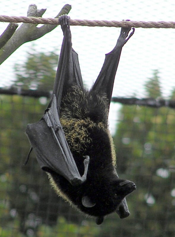 Livingstone’s Fruit Bat 