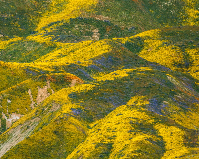 California Wildflower Photography Techniques, Superbloom 2023