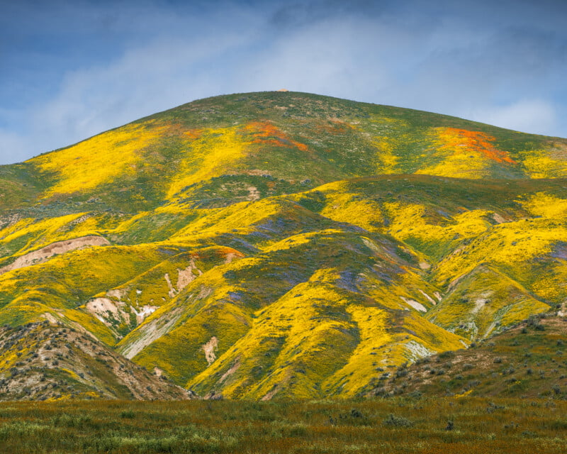 California Wildflower Photography Techniques, Superbloom 2023