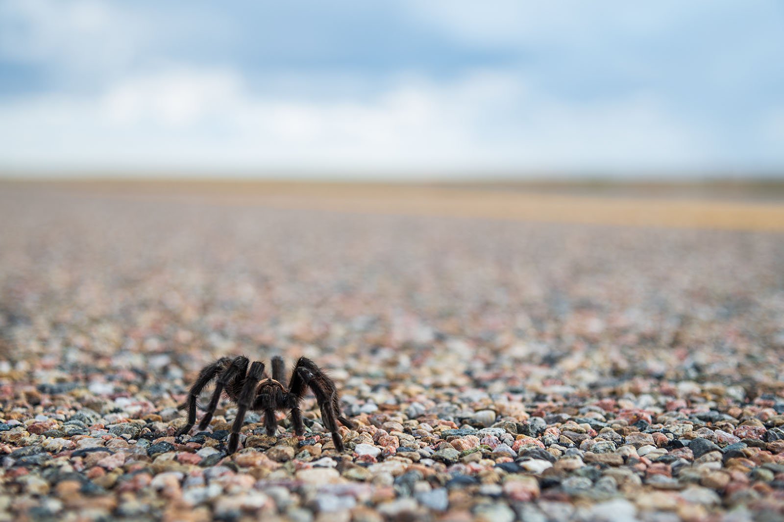 Photos of the Tarantula Migration Through a Small Town in Colorado ...