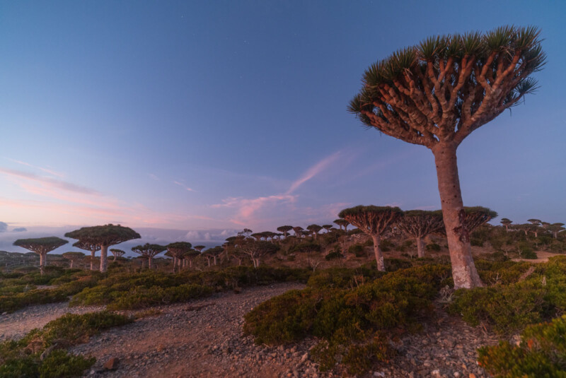 Benjamin Barakat Island of Socotra