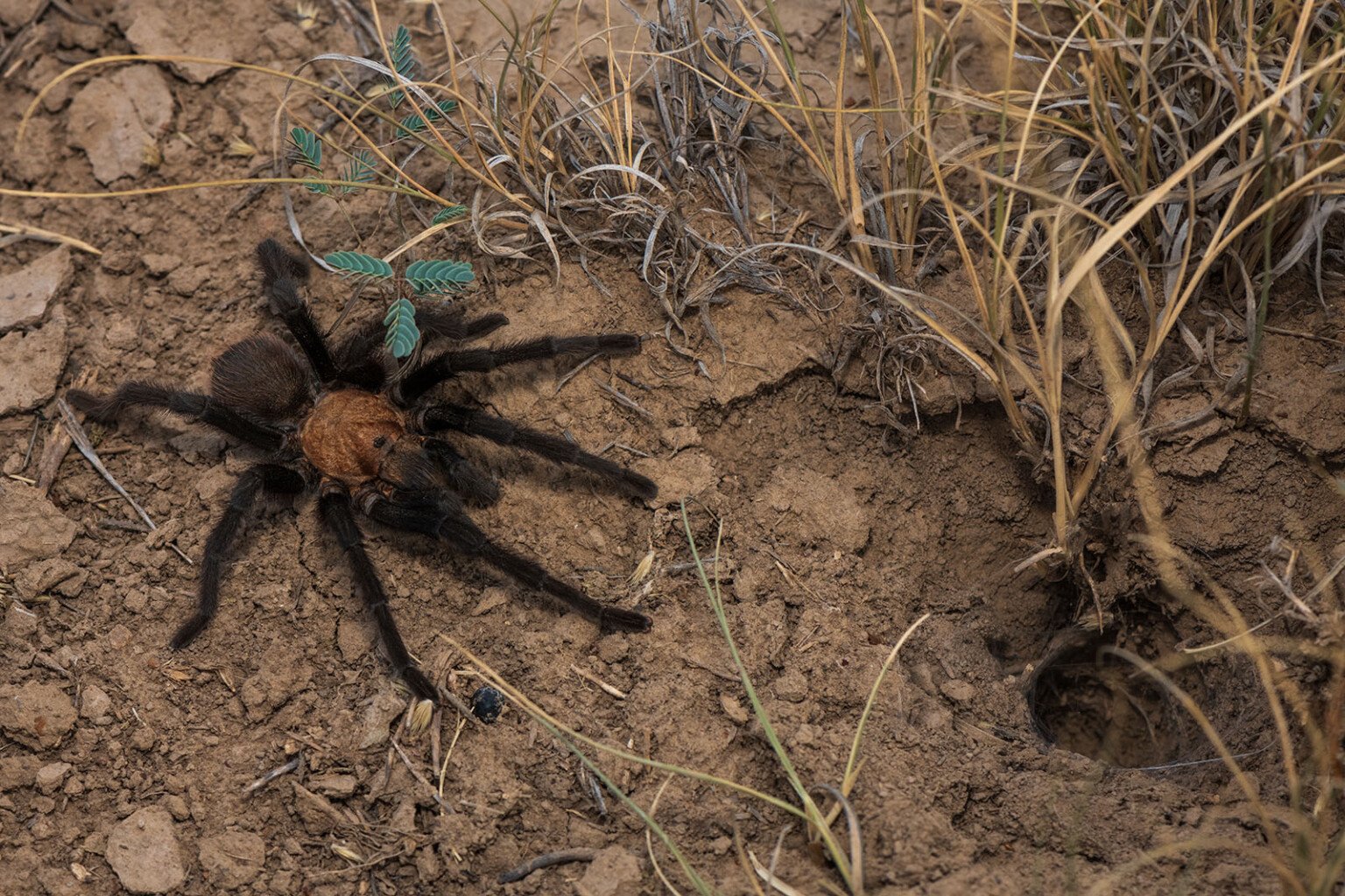 Photos of the Tarantula Migration Through a Small Town in Colorado