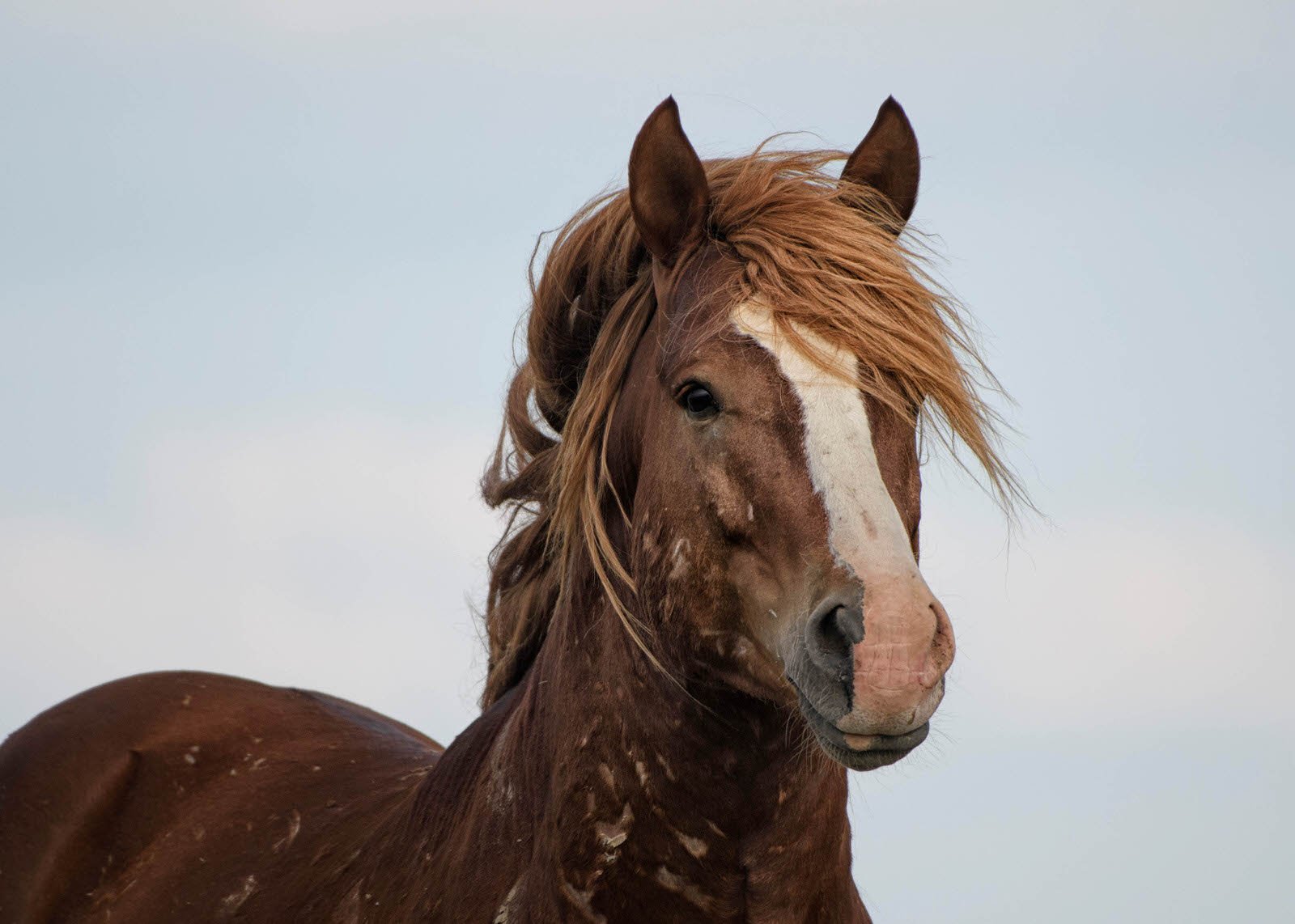 How to Find and Photograph Wild Horses in the US | PetaPixel