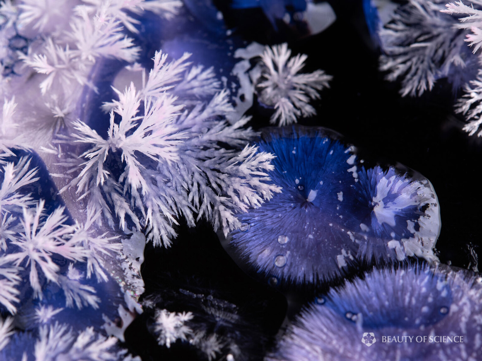 'Midnight Radiance' Combines Art and Science With Colorful Crystals ...