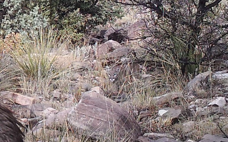 Answer to the camouflaged mountain lion stalking deer