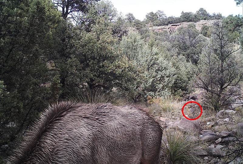 Réponse au puma camouflé qui traque le cerf