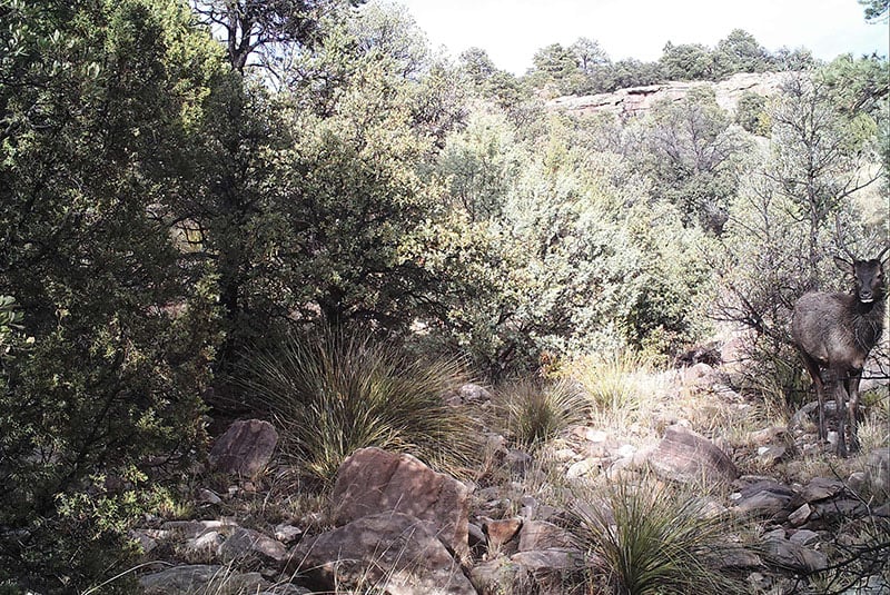 Pygargue camouflé traquant un cerf