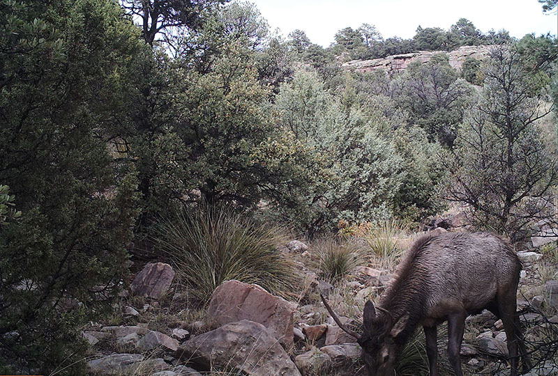 Camougfaged mountain lion stalking deer