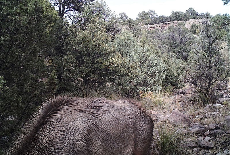 Pygargue camouflé traquant un cerf