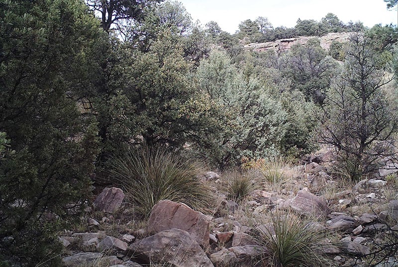 Camougfaged mountain lion stalking deer