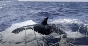 Killer whale attacking a boat.