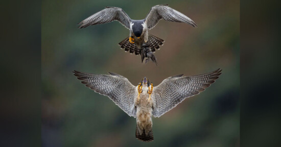 Photographer Captures Mid-Air Food Delivery Between Falcons