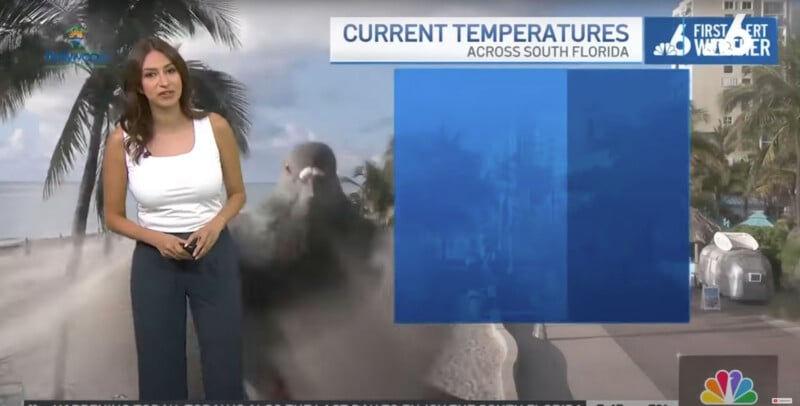 A pigeon photobombs a meteorologist's weather report