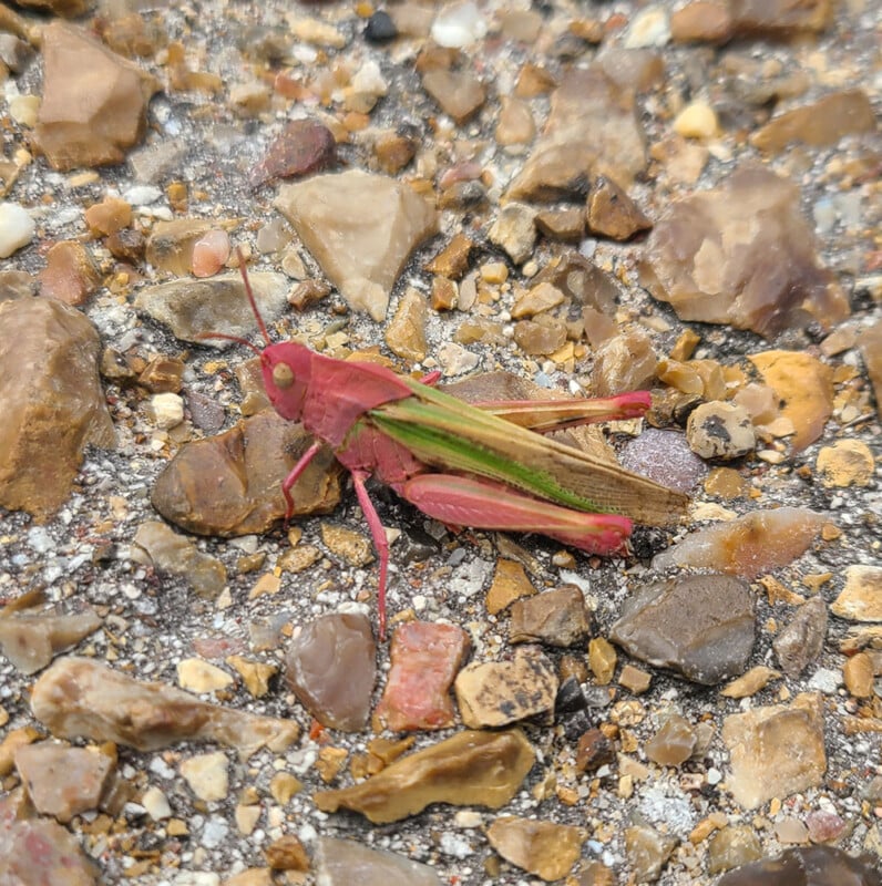 Pink grasshopper