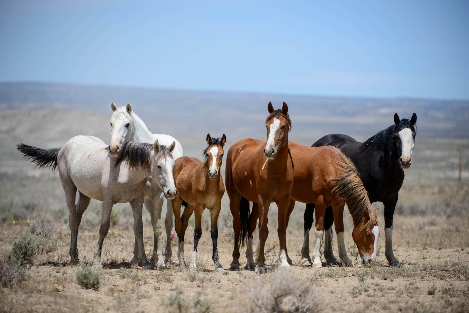 Traduction Wild Horses The Rolling Stones SGEIZ